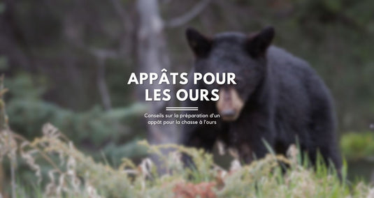 Un ours qui s'approche d'un appât. Article de blog