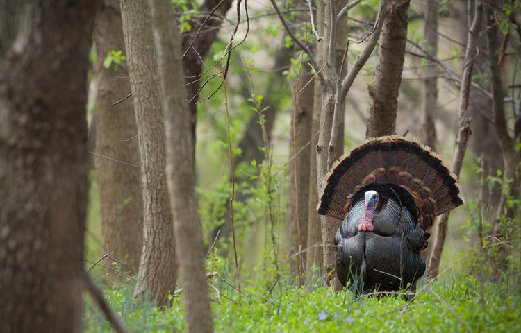 Un dindon pendant la chasse du printemps au Québec
