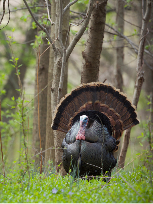 Un dindon sauvage pendant la chasse