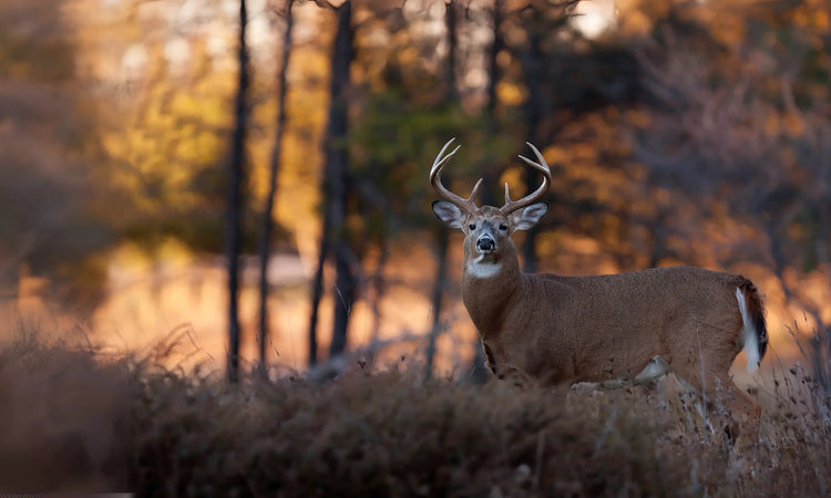 Un cerf de virginie pendant la saison de chasse à l'arc au Québec