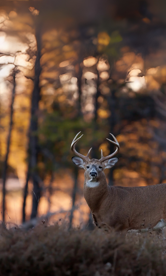 Un chevreuil pendant la saison de chasse