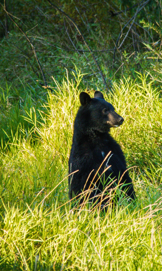 Ours noir pendant la chasse à l'ours au printemps au Québec