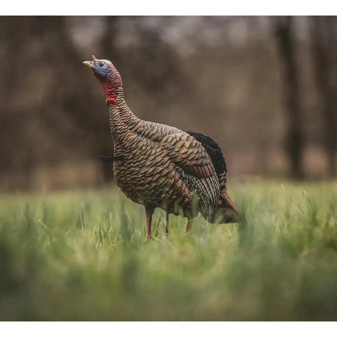 A realistic depiction of a young turkey decoy from Avian X, showcasing intricate feather details and lifelike coloration, designed for hunting enthusiasts.