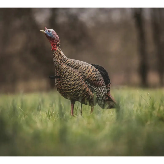 A realistic depiction of a young turkey decoy from Avian X, showcasing intricate feather details and lifelike coloration, designed for hunting enthusiasts.