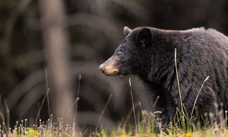 Un ours noir pendant la saison de chasse